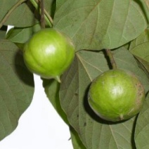 野生油桐籽