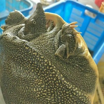 甲鱼