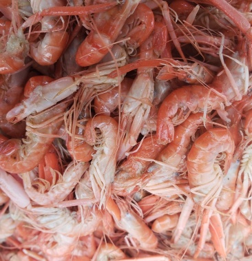 现有精品爪虾,勾虾,个头大颜色漂亮,一手货源,价格美丽