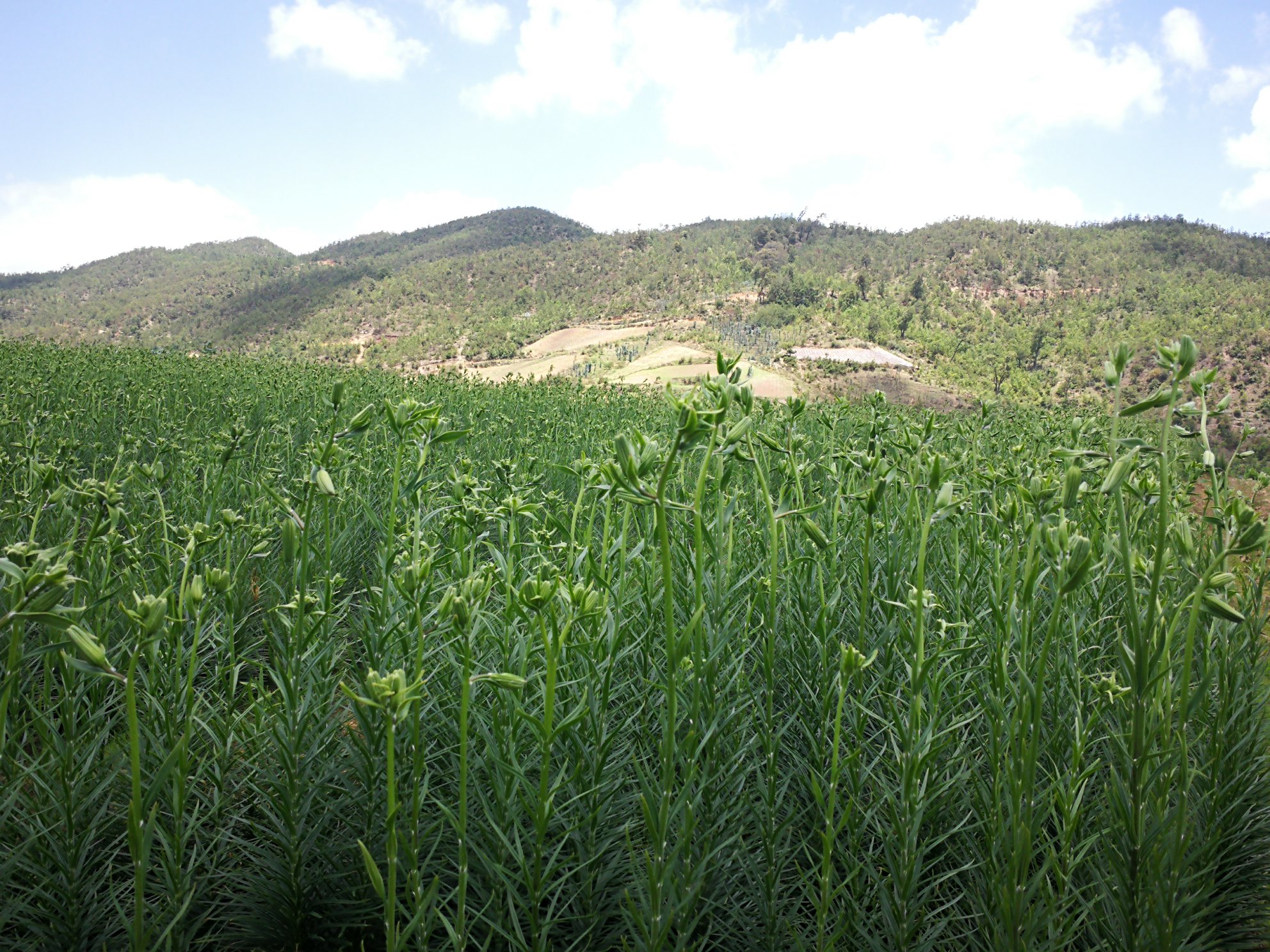 云南高原百合种植基地