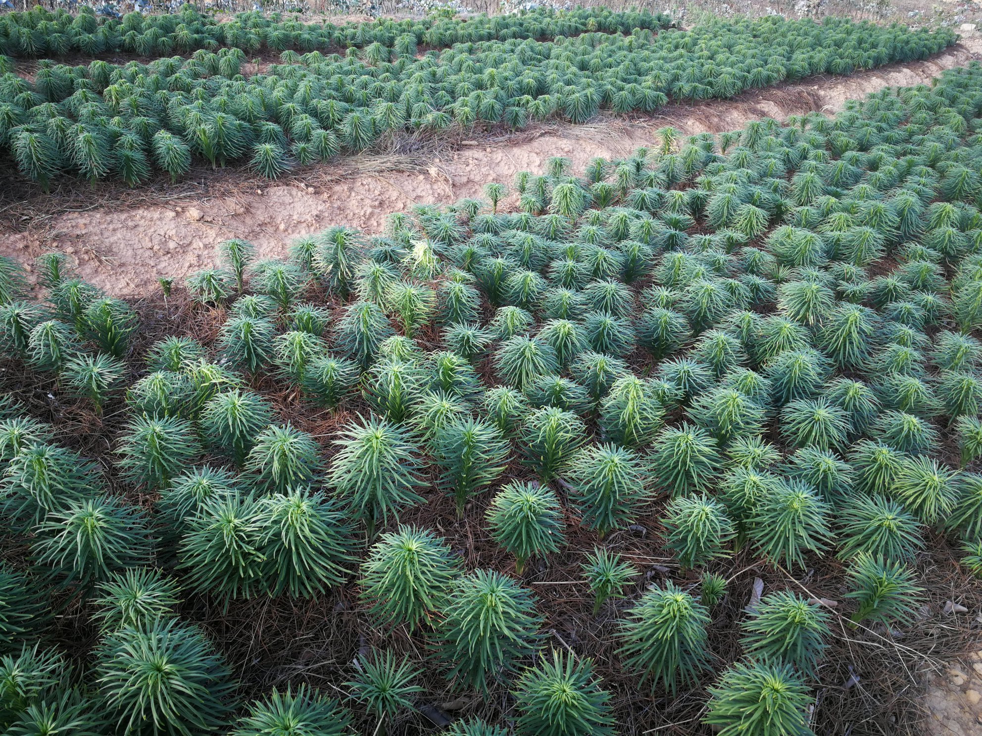 兰州百合种植田航拍图