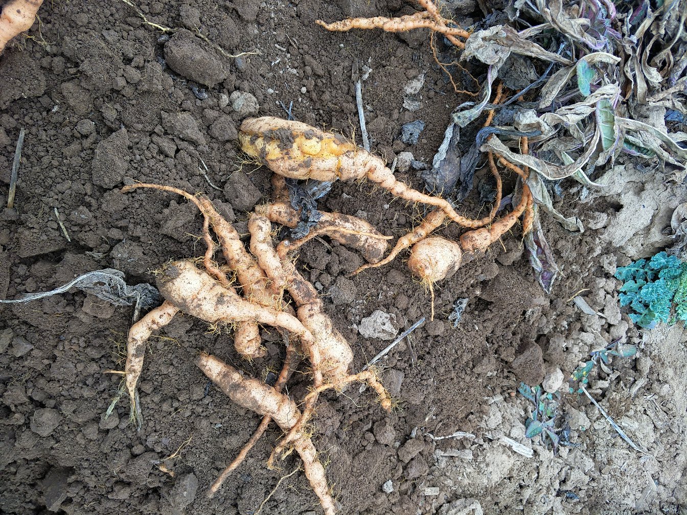 一名农民正在山坡草丛中使用竹制工具小心挖掘野生地黄的块状根茎,周围可见枯黄的叶片和裸露的土壤,阳光斜照,背景为丘陵地貌 野生地黄采挖现场示意图