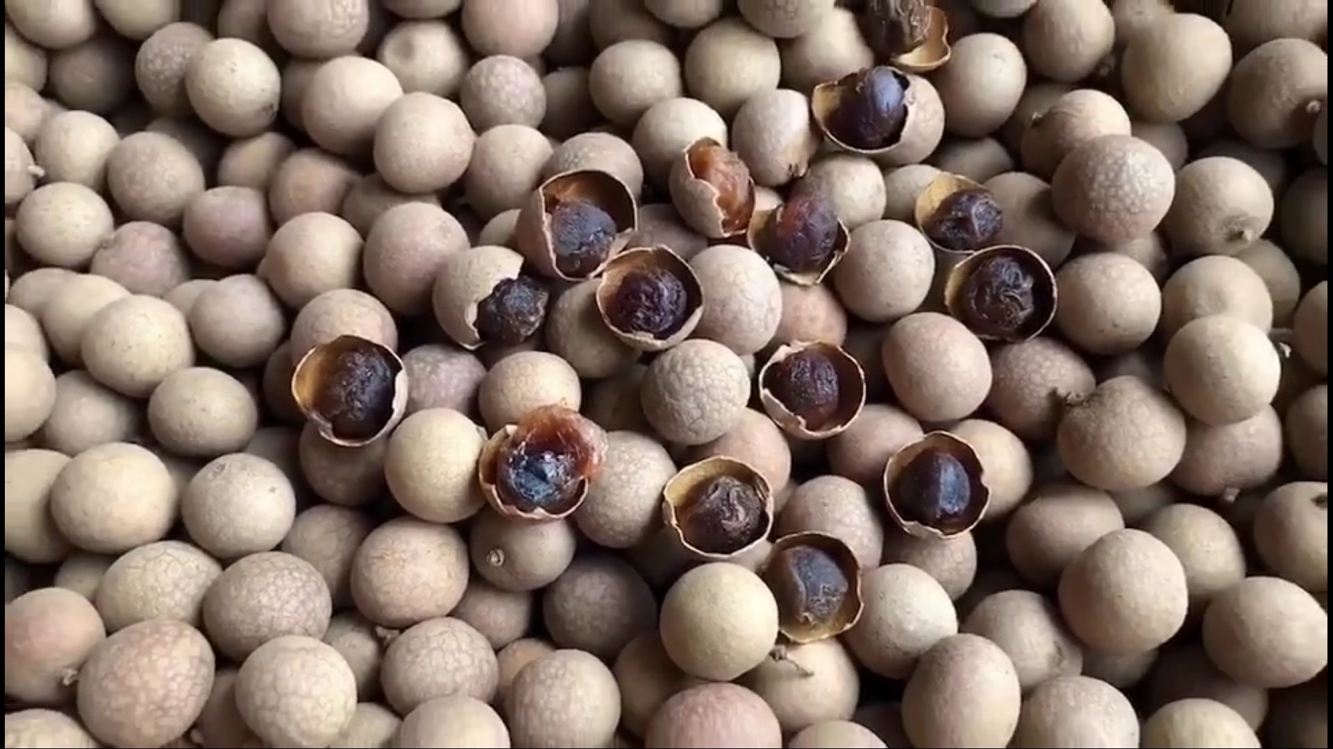 新鲜桂圆果肉切开图,展示其晶莹剔透的果肉和黑色种子 新鲜桂圆果肉切开图