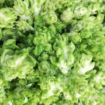 儿菜多子菜现货娃娃菜质量好货源多