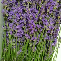 新疆伊犁熏衣草，新疆伊犁熏马肠