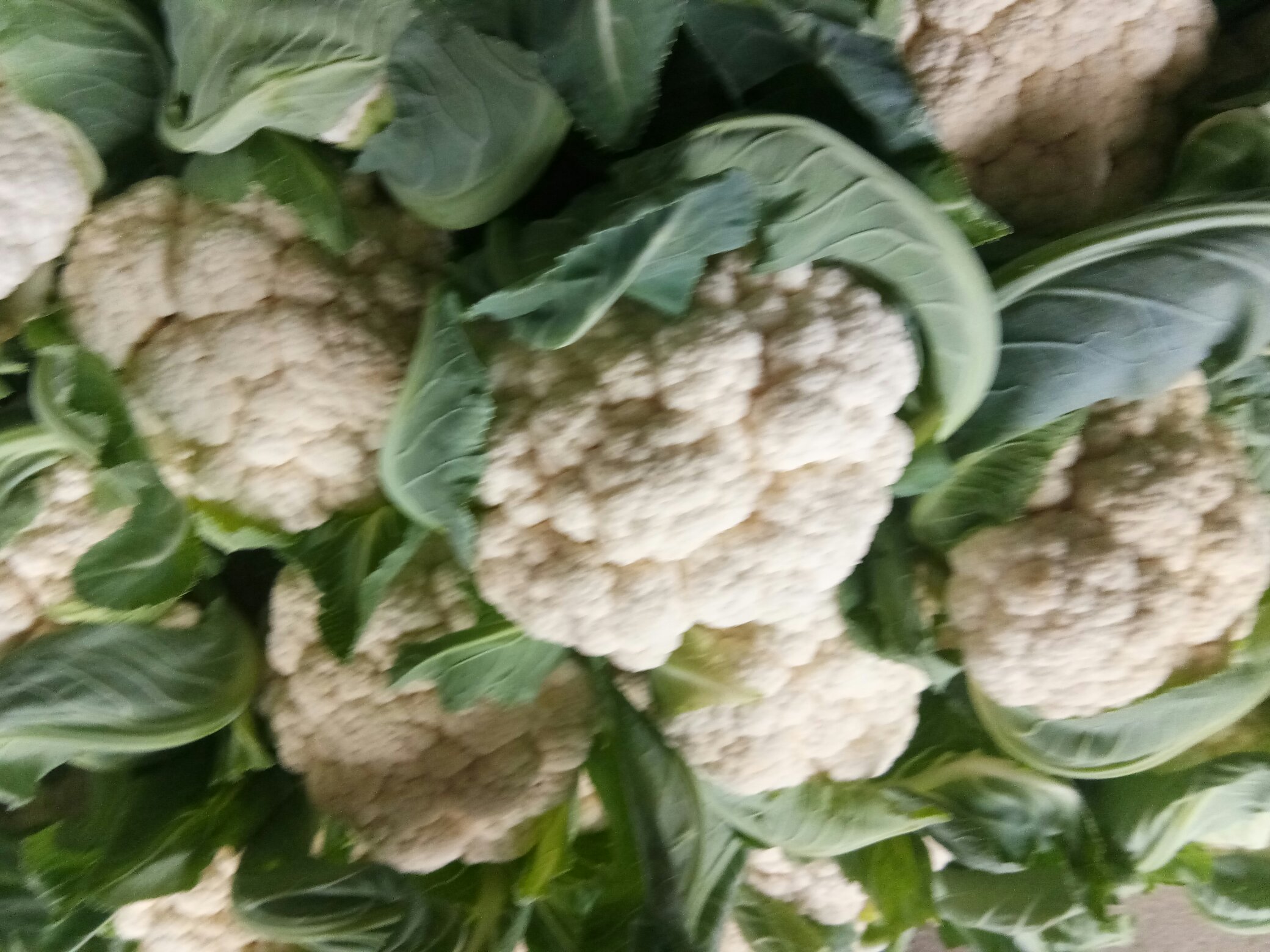 松花菜与多种传统野菜并列摆放的特写照片