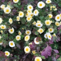 菊花茶