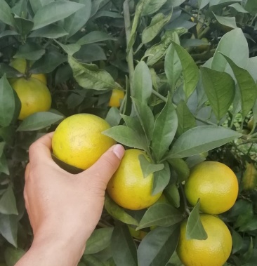 [其它批发]白心橙价格1.60元/斤 - 一亩田