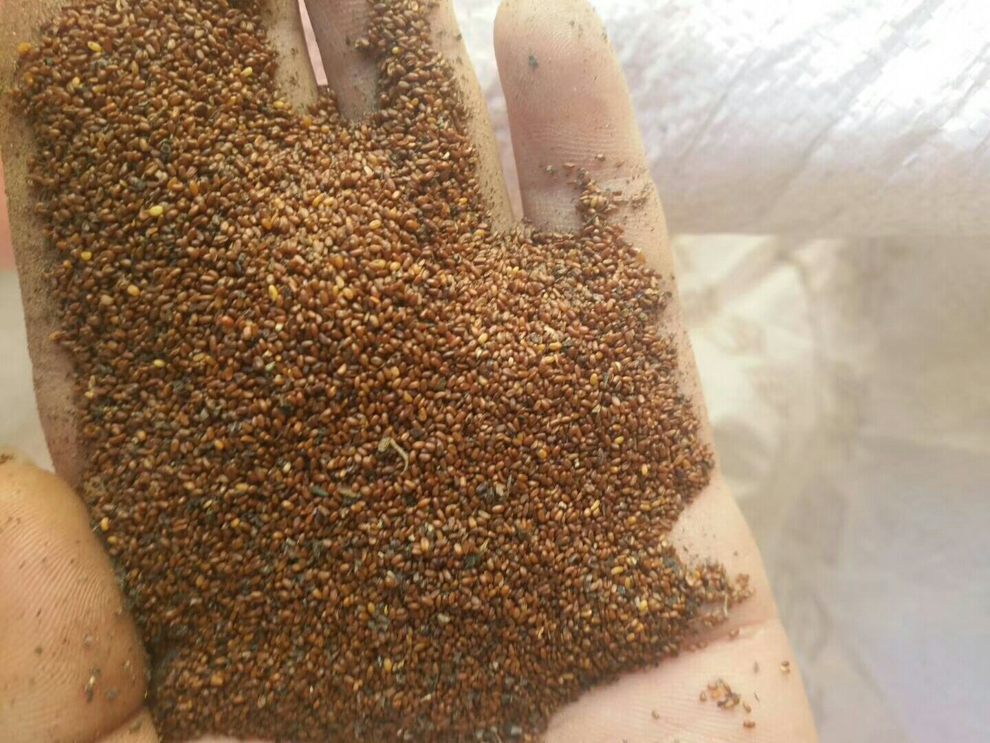 [党参种子批发]党参种子,原产地直供!价格25.00元/斤 - 一亩田