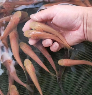 俄罗斯金大头鱼(量大从优)