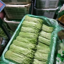 精品芦蒿供应