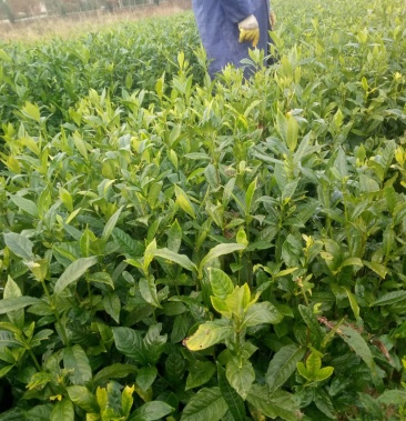 高产药材黄栀子苗木小叶福建中叶果大结果多药材黄栀子苗木