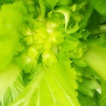 儿菜