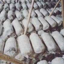 出茹菌棒原种棒