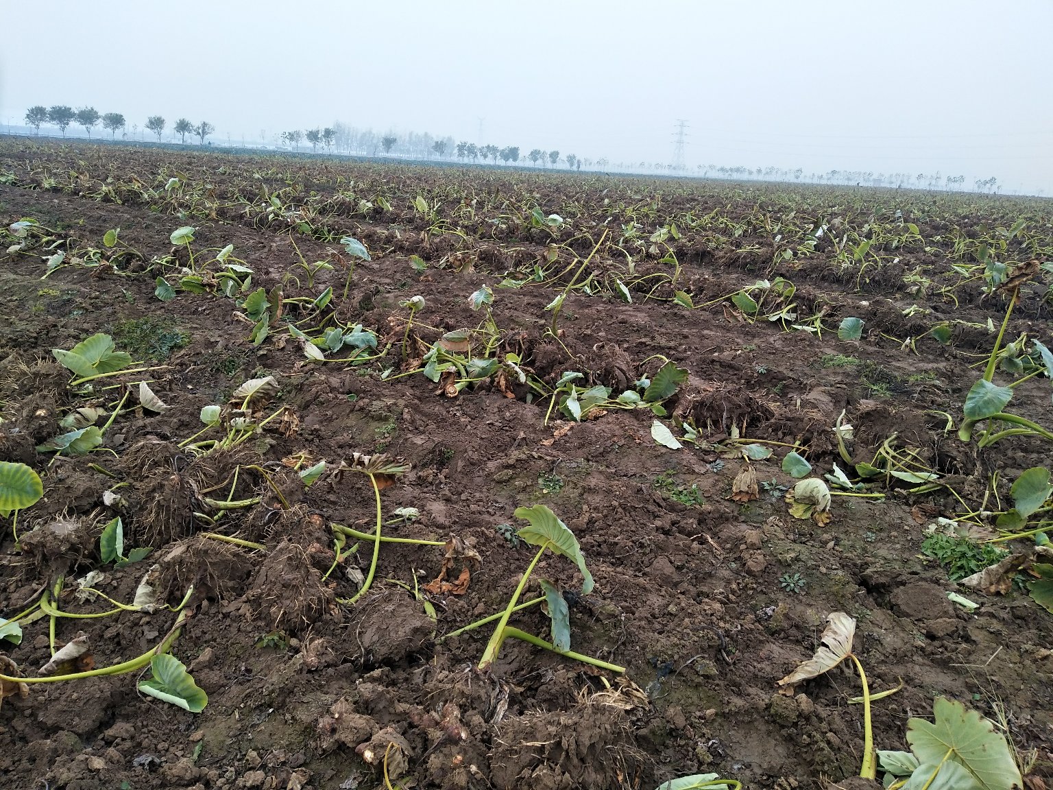 农民在田间挖毛芋头,阳光洒在土地上,周围是成片的芋头植株,空气中弥漫着泥土的清香 挖毛芋头的田间场景