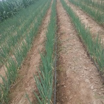蔬菜专用滴灌