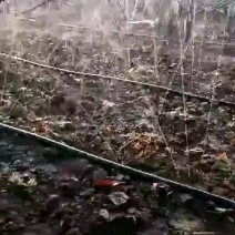 蔬菜药材专用喷灌。必不可少