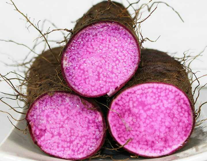 山药切开后呈现紫色肉质特写