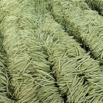 小金豆