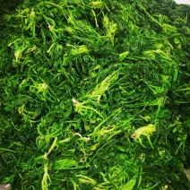 速冻荠菜速冻荠菜馅