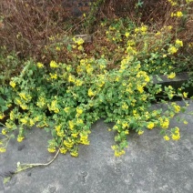 野菊花