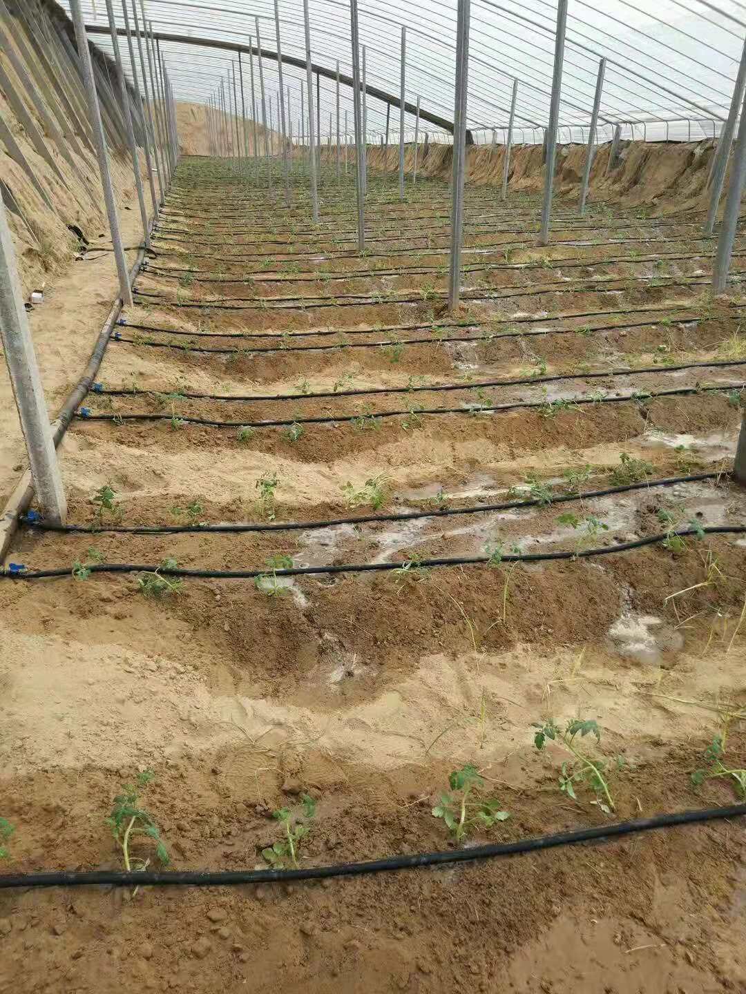 黄瓜 大棚 贴片滴灌带 滴头管带一体化 安装方便 质量稳定