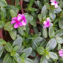 长春花颜色靓丽量大优先
