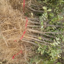 大红袍花椒苗，河南基地自销全国可发货，规格齐全