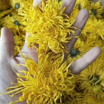 金丝皇菊茶