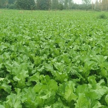儿菜40亩早儿菜，40亩中早熟