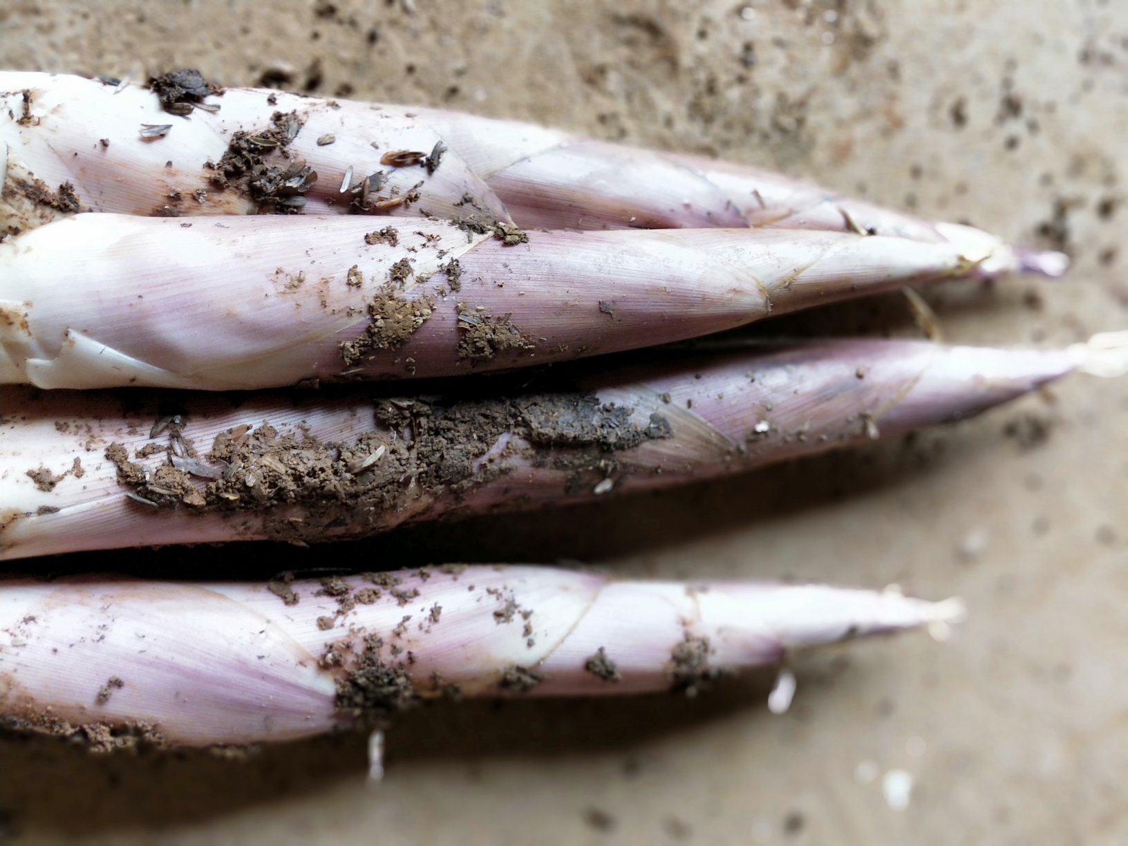 一碗盛满的雷笋炖汤特写,汤色清亮微白,表面有细密油花反光,可见大块雷竹笋和猪骨沉浮其中,撒有少许葱花点缀,背景虚化的餐桌上摆放筷子与瓷勺,突出美食诱人的视觉效果 雷笋炖汤成品特写图
