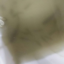 正宗土鲫鱼