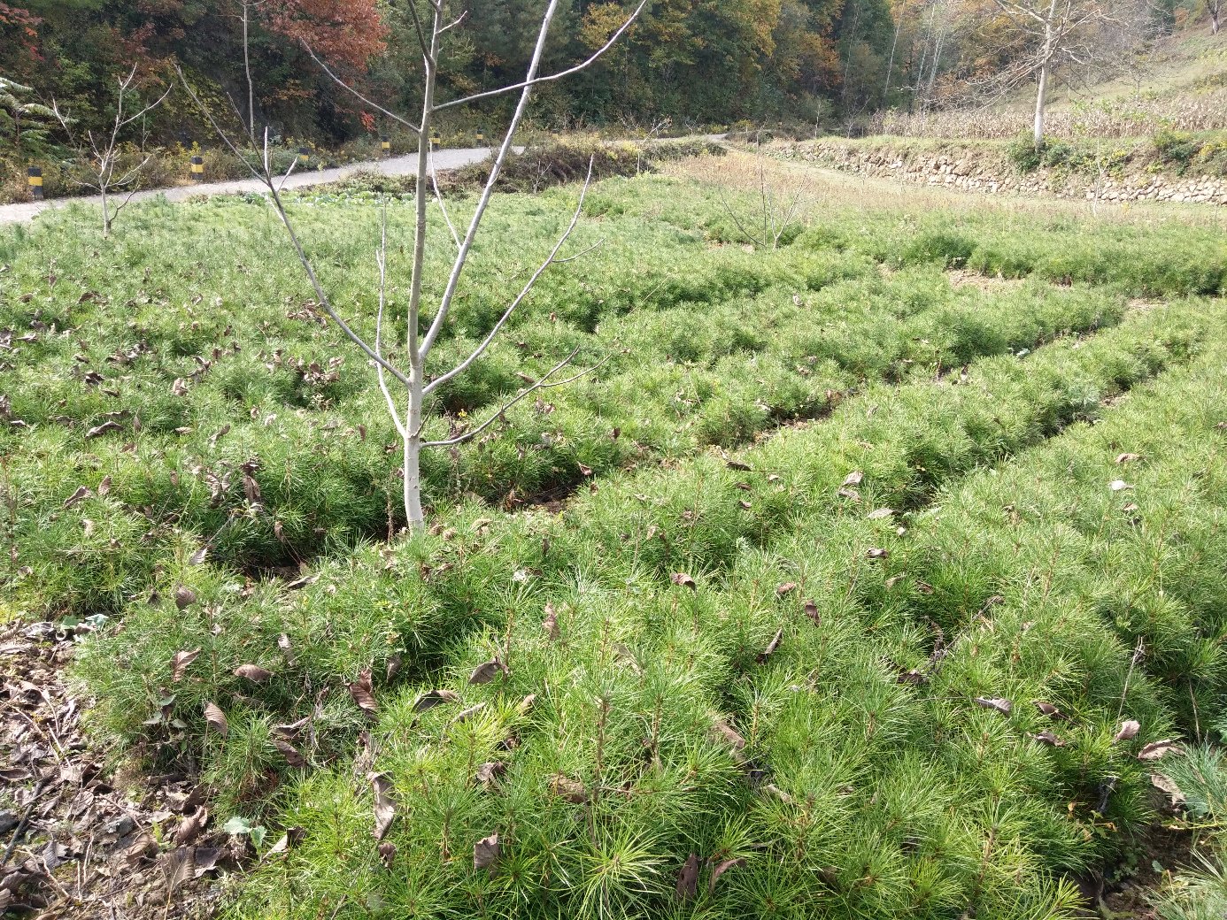白皮松盆景艺术展示