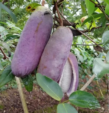 八月瓜,八月炸,狗芭