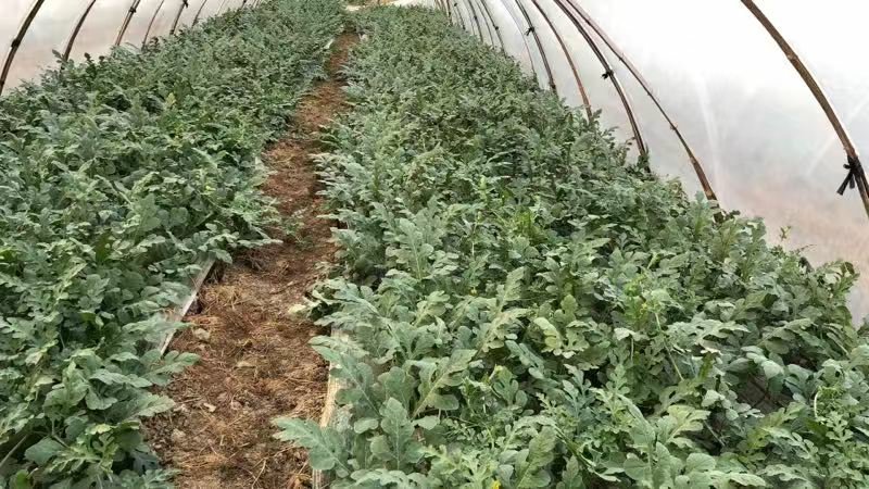 农贸市场摊位上摆放着多个完整的东台特小凤西瓜,部分已切开展示内部金黄瓜瓤,顾客正在挑选,背景可见‘东台特产’宣传牌及二维码溯源标签,桌上放置电子秤和消毒刀具,体现安全卫生规范 东台特小凤西瓜市场展示场景