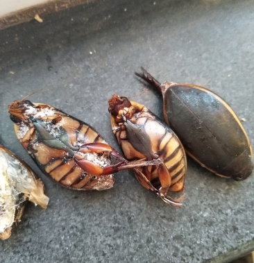 [龙虱批发]金边龙虱速冻价格90.00元/斤 - 一亩田