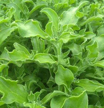 非洲冰草南非冰草冰菜