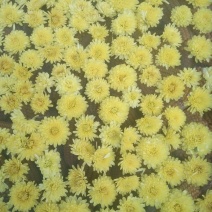 皇菊茶