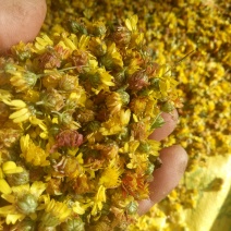 野菊花