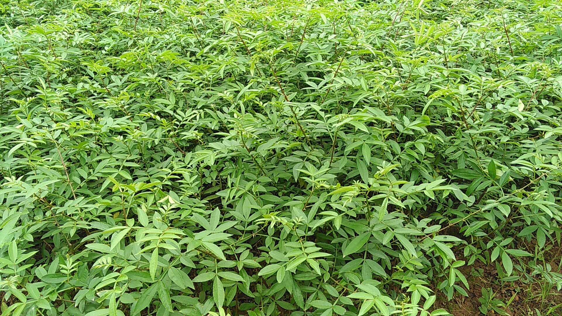 [花椒苗批发]九叶青花椒苗,良种高产青花椒苗价格0.80元/株 - 一亩田