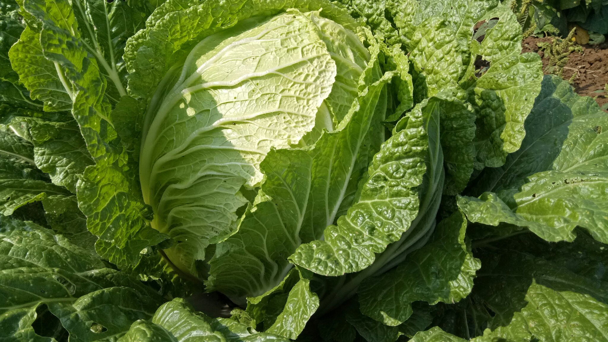 一颗新鲜的红皮萝卜,表皮呈鲜艳的紫红色,顶部带有少量绿色叶片残余,表面光滑有光泽,背景为浅色木质厨房台面,光线柔和自然 红皮萝卜整体外观特写