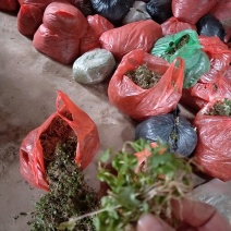 猫爪草种苗大量供应