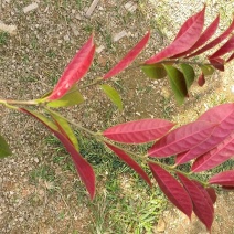 红背桂花绿化地被