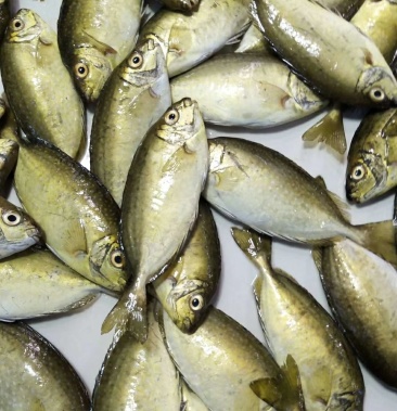 泥猛鱼规格三五两一条海里网厢养殖