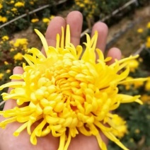 安康富硒黄菊茶