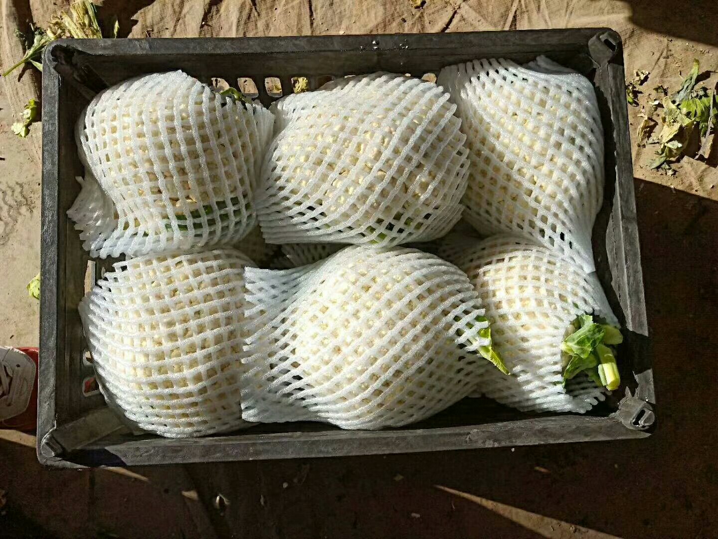 市售葛根咸菜产品对比图