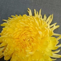 金丝皇菊