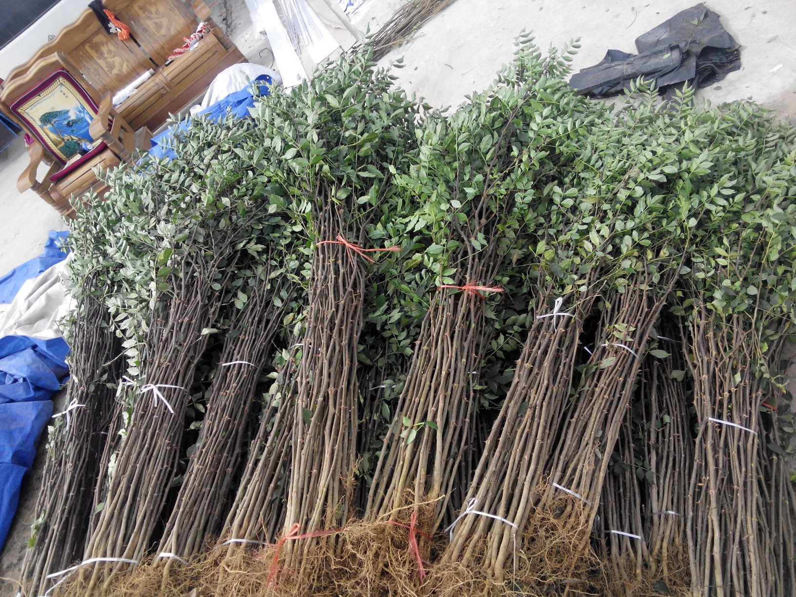 花椒木修剪整形示意图,展示三主枝开心形修剪方式,适用于幼树阶段快速木质化 花椒木修剪整形示意图