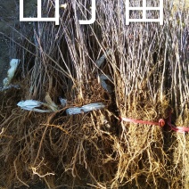 山丁苗，嫁接苹果苗砧木，自产自销，保证成活率，保证质量