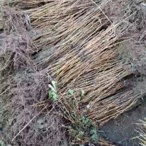 黑加伦树苗，黑醋栗苗，醋栗苗